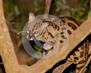 Large-Spotted Genet