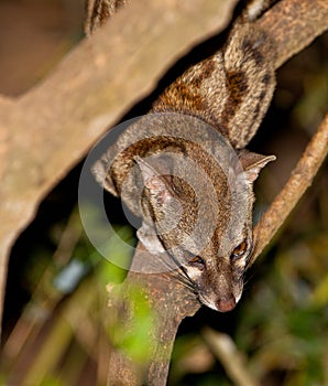 Large-Spotted Genet