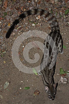 Large spotted genet