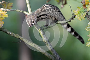 Large-spotted genet Genetta tigrina