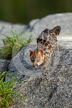 Large-spotted genet Genetta tigrina