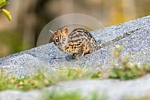 Large-spotted genet Genetta tigrina