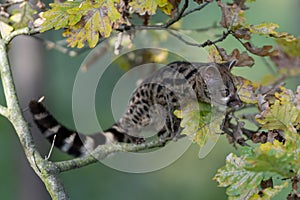 Large-spotted genet Genetta tigrina