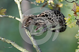 Large-spotted genet Genetta tigrina