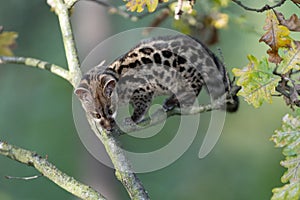 Large-spotted genet Genetta tigrina