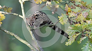 Large-spotted genet Genetta tigrina