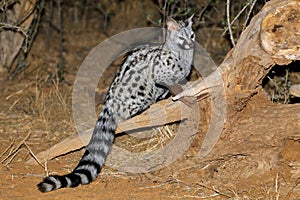 Large-spotted genet in natural habitat