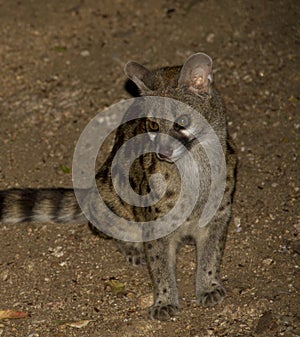 Large Spotted Genet photo