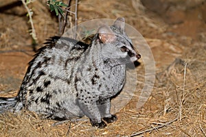 Large-spotted genet in natural habitat photo