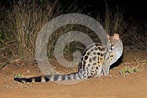 Large-spotted genet in natural habitat photo