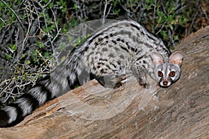 Large-spotted genet in natural habitat, South Africa