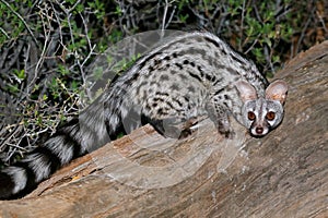 Large-spotted genet in natural habitat, South Africa photo