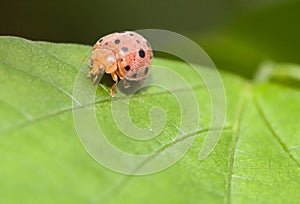 Large-spotted ladybird beetles