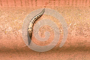 Large spotted slug crawling on the wall