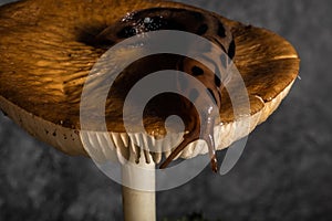 A large spotted slug sleeps on a mushroom on a gray background. Large spotted slug