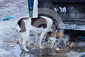 A large spotted stray hungry dog stands outside in the snow