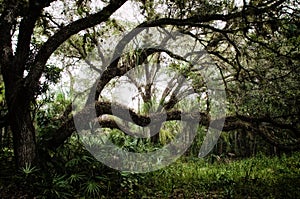 Large sprawling oak trees backdrop