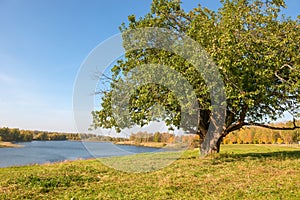 Large sprawling tree on the lake