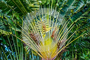 Large spreading crown Ravenala plant of the tropical zone