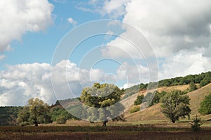 A large spreading tree in a sunny autumn hilly valley, against a background of a clear blue sky with sparse clouds.