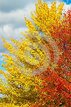 Large spreading yellow and red color bright trees in picturesque autumn valley, against a background of blue sky with sparse cloud