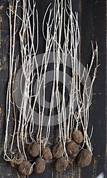 Large sprouts of potatoes when stored improperly in the winter. Lack of care. Sprouted potatoes on a wooden dark background