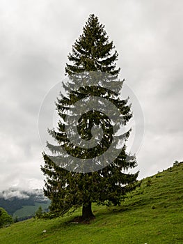 Large spruce on a pasture in the alps