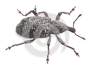 Large spruce weevil, Hylobius excavatus isolated on white background photo