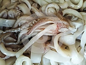 large squid that has been cleaned and ready to be pegged