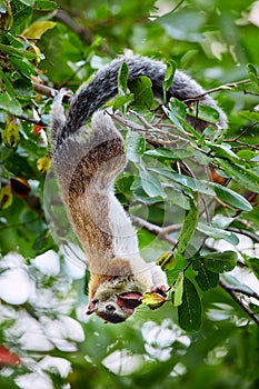 A large squirrel from Sri Lanka hung on a tree and feeding. Grizzled giant squirrel Ratufa macroura in Wilpattu national park,