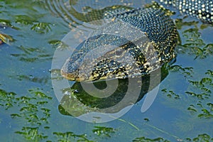 Large Sri Lankan water monitor swimming at a canal in Galle Sri Lanka.