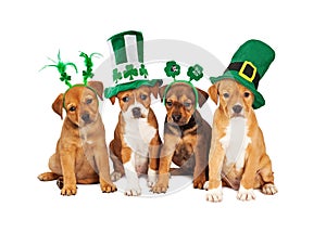 Large St Patricks Day Dog