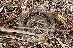 Large stack of dried leaves and twigs