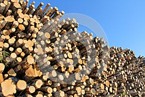 Large Stack of Logs and Blue Sky