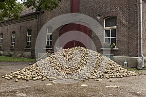 A large stack of potatoes for consumption