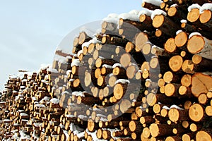 Large Stack of Timber Logs