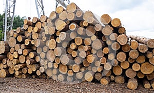 Large stack of untreated logs in an outdoor lumber warehouse