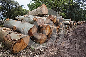 Large Stacked Tree Logs