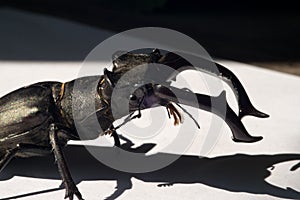 A large stag beetle with long purple horns. Macro