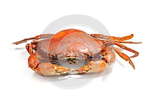 Large steamed crab cooked in red on a white background.