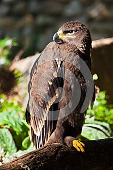 Large steppe eagle sits beautifully consecrated by the sun, a powerful predatory napkin close-up, a strict aquiline look