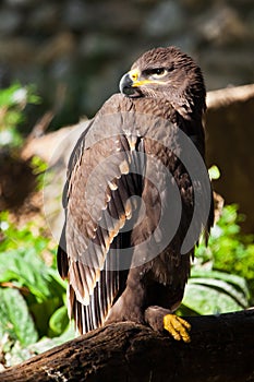 Large steppe eagle sits beautifully consecrated by the sun, a powerful predatory napkin close-up, a strict aquiline look photo