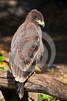 Large steppe eagle sits beautifully consecrated by the sun, a powerful predatory napkin close-up, a strict aquiline look