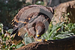 El gran estepa águila con sienta hermoso de acuerdo el sol fuerte depredador servilleta estricto águila mirar 