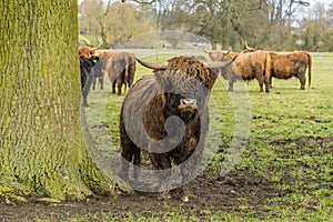 A large  stocky  brown  Highland cow stares inquisitively in a field near Market Harborough  UK