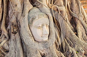 Large stone Buddha head in fig tree roots in Wat Mahathat, Ayutthaya City, Thailand