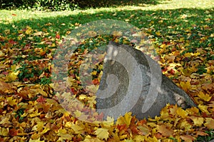 A large stone and fallen leaves on a clear autumn day.