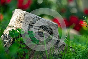 Large stone lying on the green grass, close-up, shallow depth of field, selective focus. Nature concept in kind