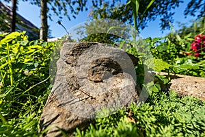 Large stone lying on the green grass, close-up, shallow depth of field, selective focus. Nature concept in kind