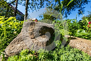 Large stone lying on the green grass, close-up, shallow depth of field, selective focus. Nature concept in kind